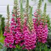 Digitalis Foxbee Dark Red